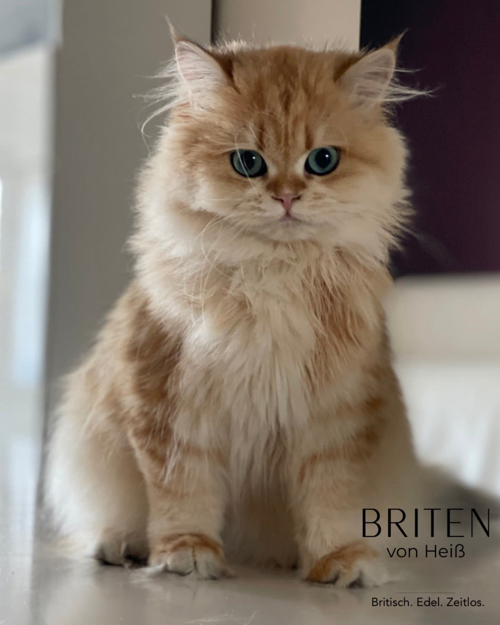 Angel Rose de Vis à Vis