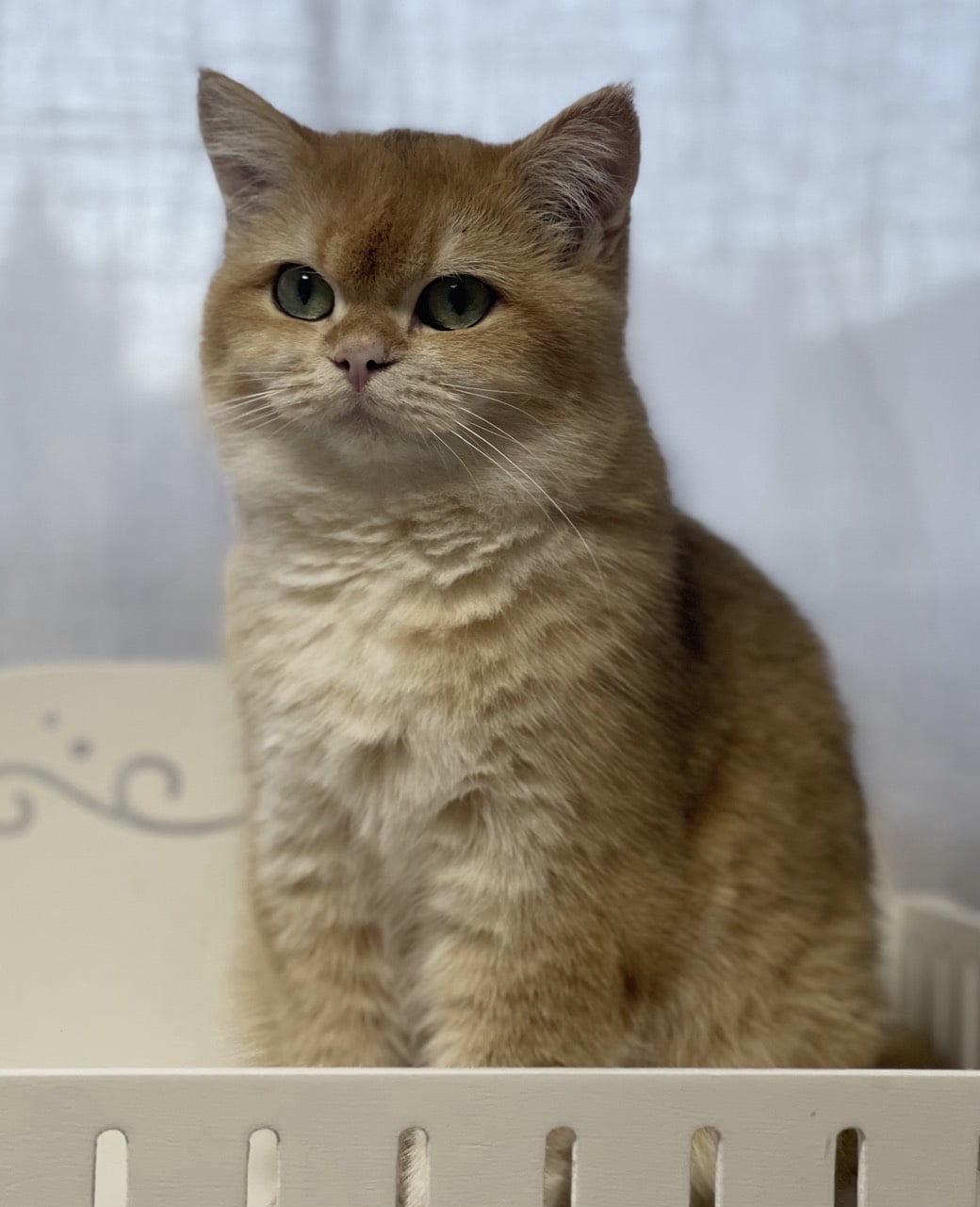 Lilly Bloom von Achats Glück